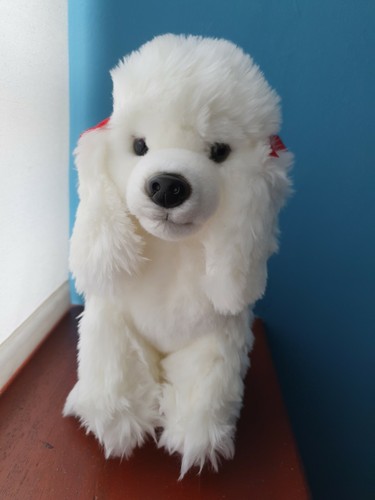 White poodle teddy - poodle, poodles