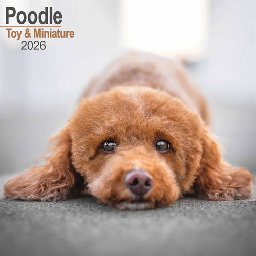 Toy miniature poodle - toy, &