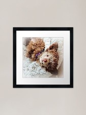 Little Toy Poodle Puppy Framed