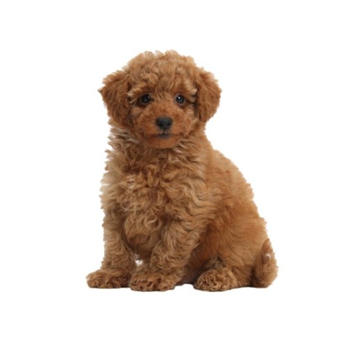 Pack toy poodle - poodle, pet