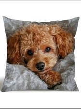 1 X Beautiful Cavapoo Toy