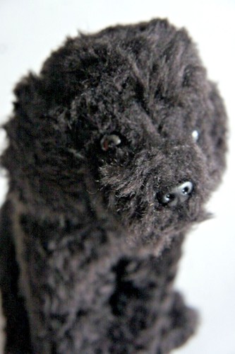 Black short haired - short, poodle